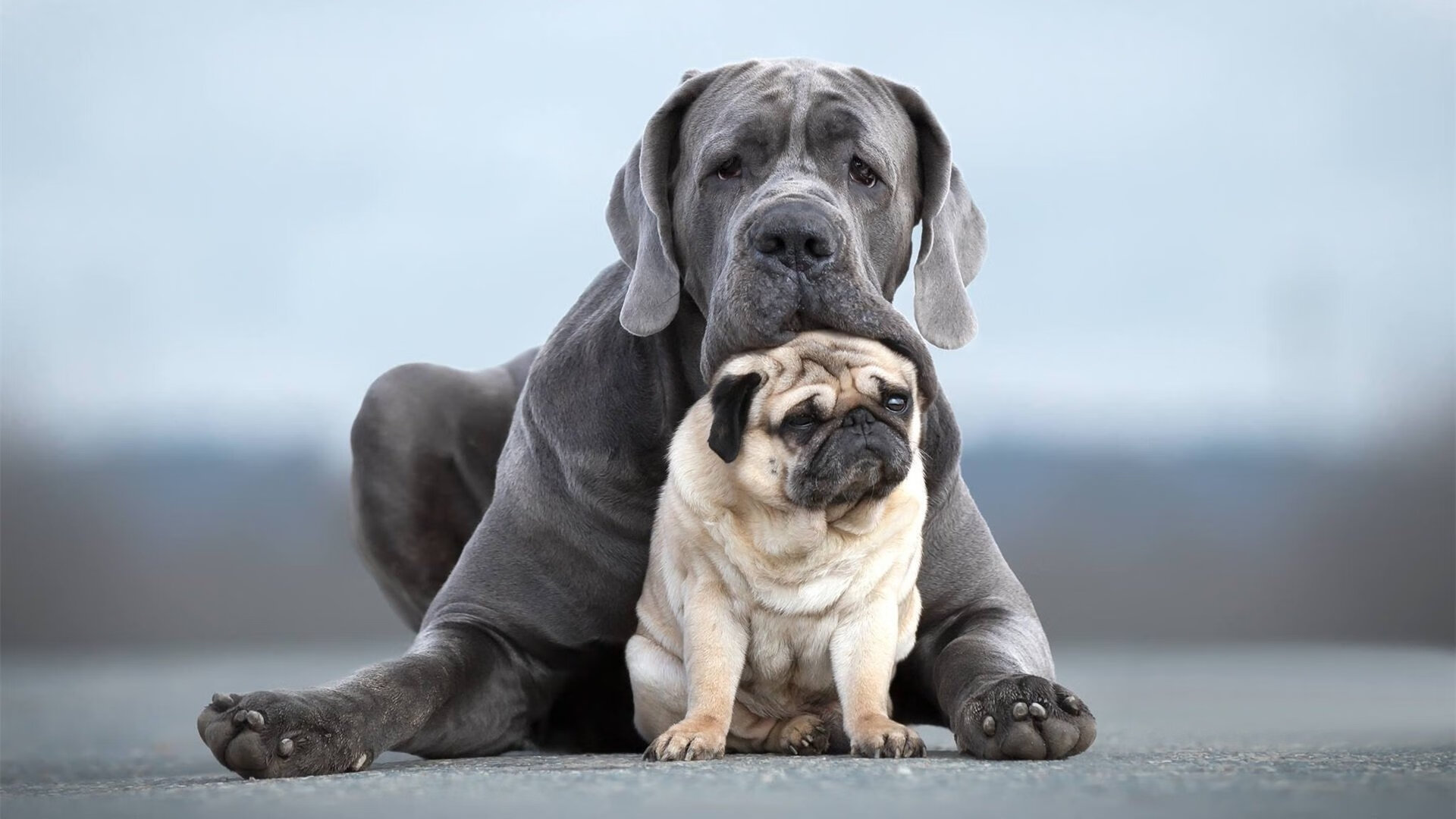 本泽马爆发助卡塔尔财团强势拿下贝蒂斯，足球资本新格局浮现